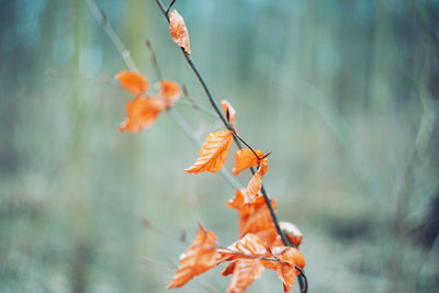 Close-up of autumnal leaves against blurred background