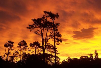 Silhouette trees against orange sky