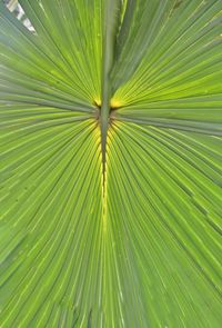 Full frame shot of palm leaves