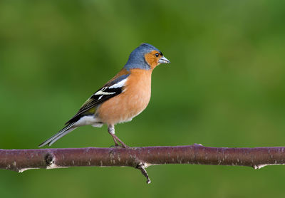 Bird perching on railing