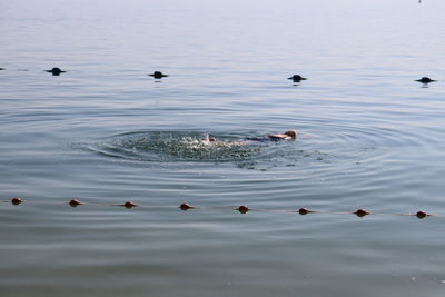 High angle view of ducks swimming in lake