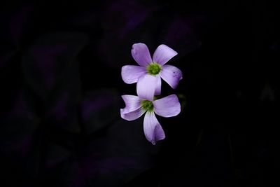 Close-up of purple flower