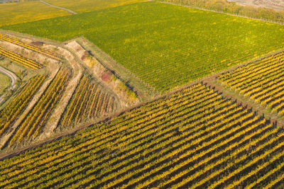 Rows in a vineyard, natural pattern above from a drone. aerial view
