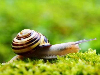 Close-up of snail on mossy field