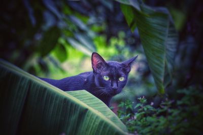 Portrait of cat on plant