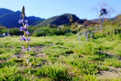 Close-up of lavender growing on field against sky