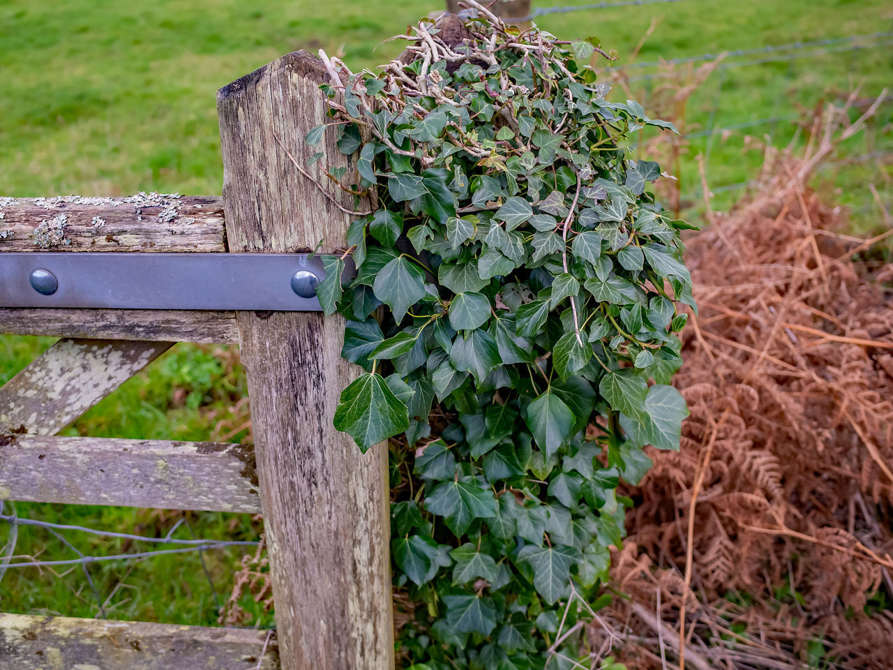 CLOSE-UP OF PLANTS GROWING IN FIELD