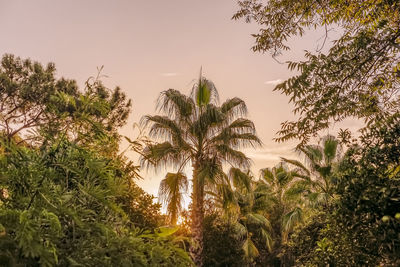 Low angle view of coconut palm trees against sky