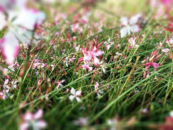 Close-up of purple flowers blooming in field