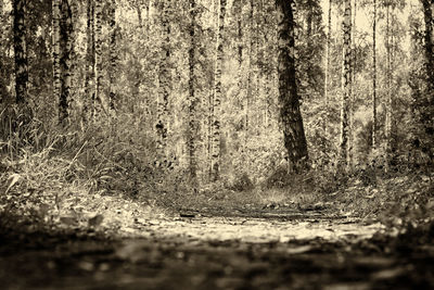 Close-up of tree trunk in forest