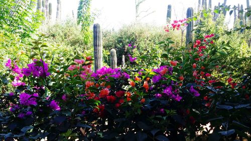 Purple flowers blooming in park