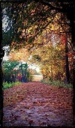 Dirt road passing through forest