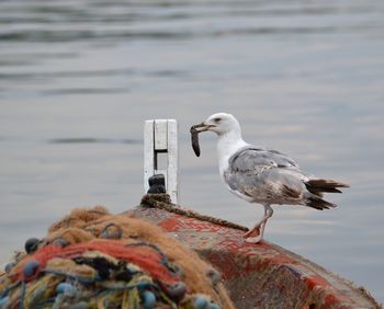 Close-up of seagull perching on wooden post