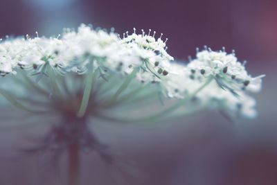 Close-up of white flowering plant