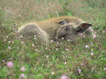 View of an animal on field