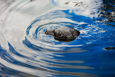 High angle view of duck swimming in lake