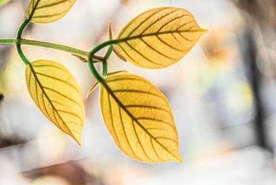 Close-up of yellow maple leaves against blurred background