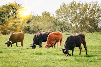 Horses grazing in a field