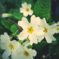 Close-up of white flower