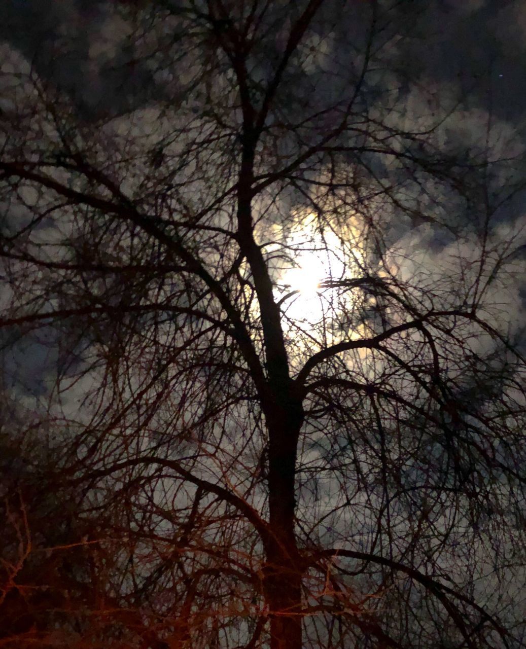 LOW ANGLE VIEW OF SILHOUETTE BARE TREES AGAINST SKY