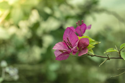 Close-up of pink rose