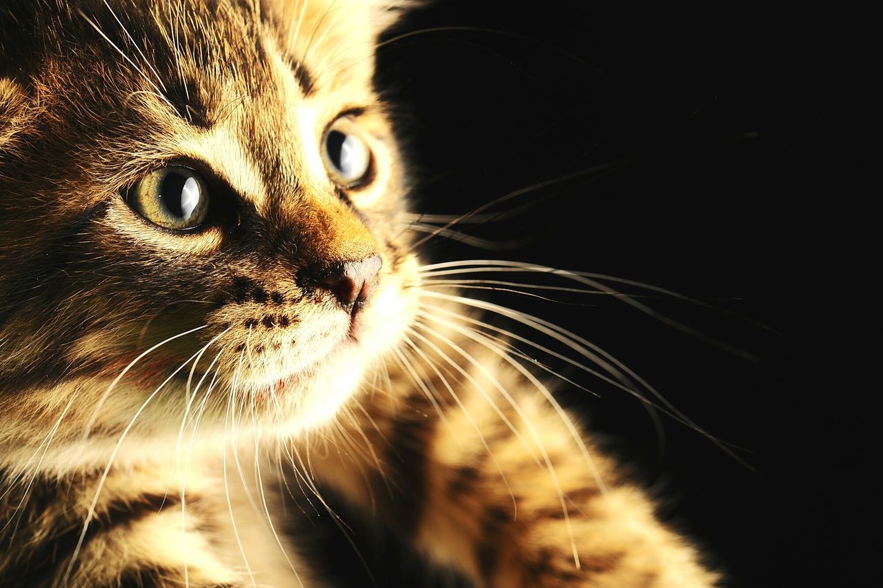 domestic cat, cat, pets, one animal, feline, animal themes, domestic animals, mammal, whisker, close-up, animal head, indoors, animal eye, portrait, looking at camera, staring, alertness, animal body part, whiskers