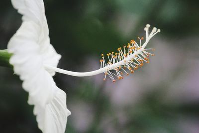 Close-up of white flowering plant