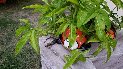 High angle view of plants in yard