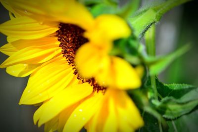 Close-up of yellow flower