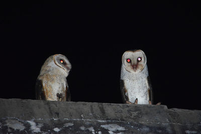 Owls perching on retaining wall against clear sky at night