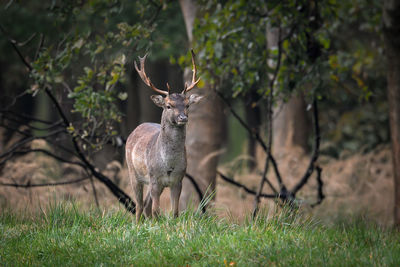 Deer standing on field