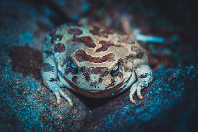 Close-up of frog on rock