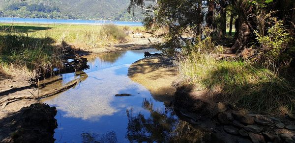 Reflection of trees in lake