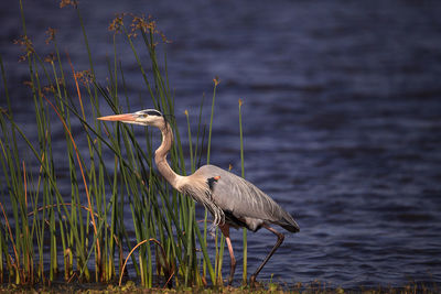 Large wading great blue heron ardea herodias wading bird at myakka state park in sarasota, florida