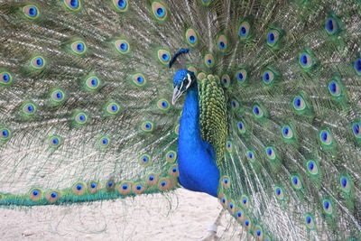 Close-up of peacock