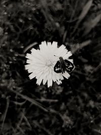 High angle view of white flowering plant