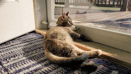 Cat laying at home looking out the window