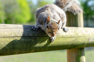 Close-up of squirrel on tree