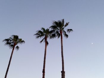 Low angle view of palm trees against clear sky