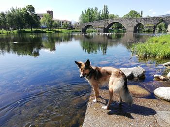 View of dog standing in lake