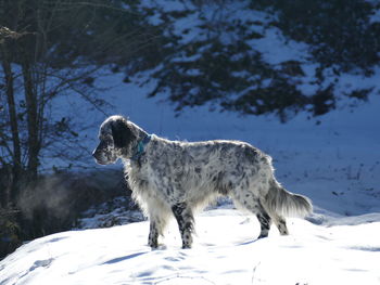 Dog standing on snow covered land