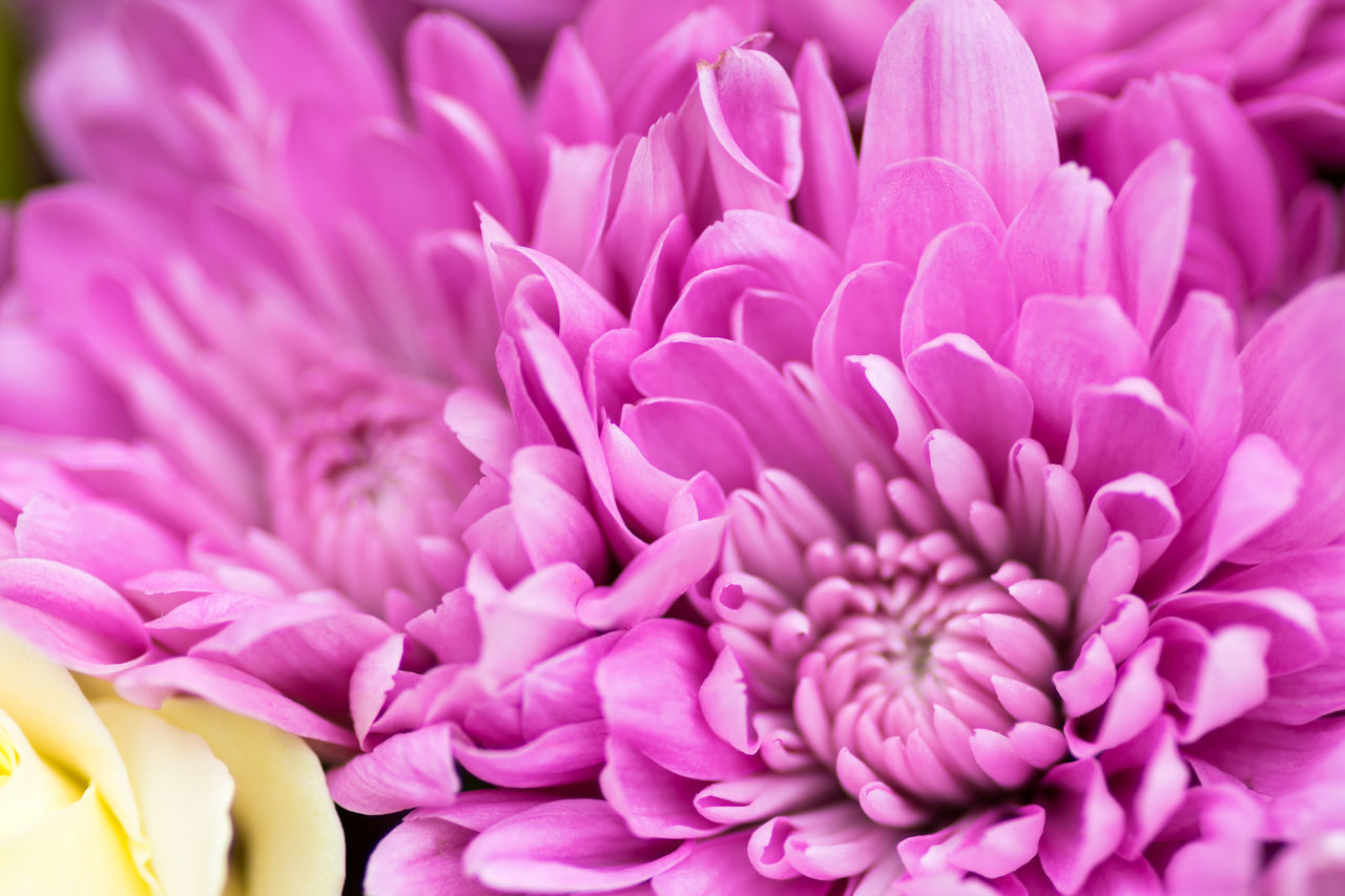 CLOSE-UP VIEW OF PINK DAHLIA