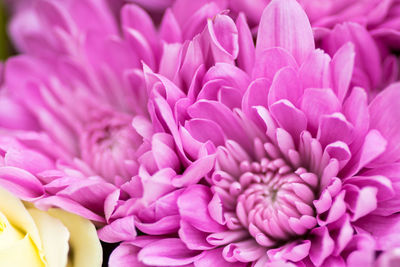 Close-up of pink dahlia