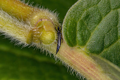 Close-up of plant