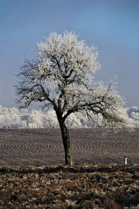 Flowering tree on field against sky