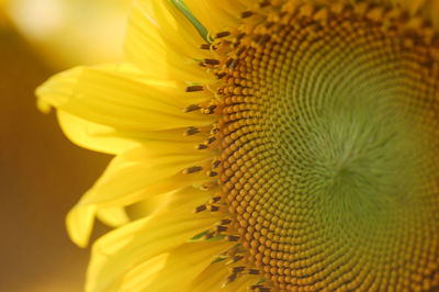 Close-up of sunflower