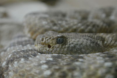 Close-up of snake