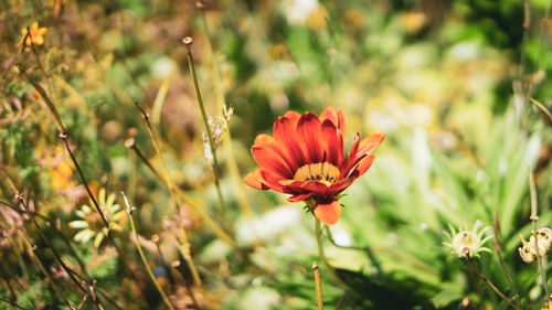 Close-up of red flowering plants on field
