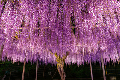 Purple flowers hanging on tree at night