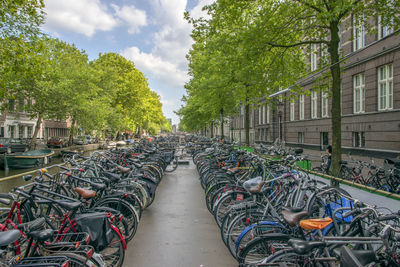 Bicycles parked by plants in city against buildings